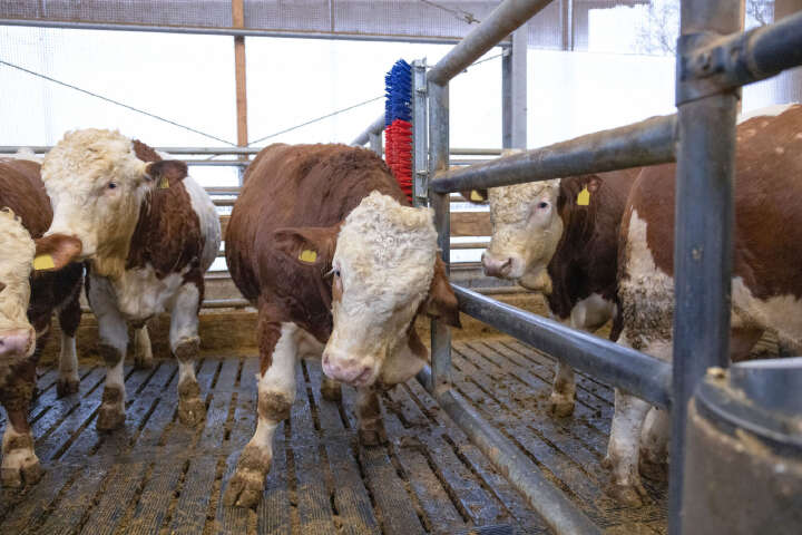 HAPPYCOW Kratzbürste Bully